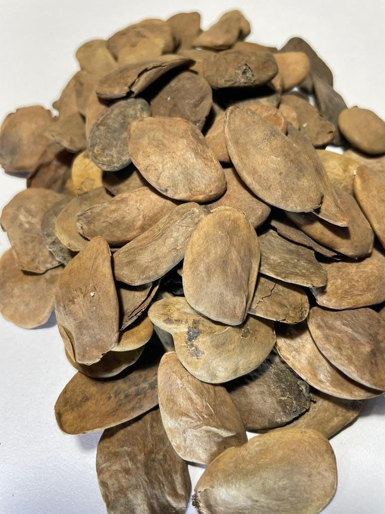 Generic 20 Seeds Abere/Hunteria Umbellata